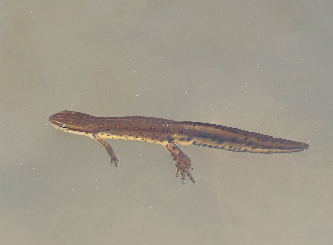 Eastern Newt I saw several of these salamanders swimming (and mating) in a small pond in a deciduous forest.  <br />
<br />
This is the adult form of this salamander. Dorsally, they are olive green with small red spots that are outlined in black, while their bellies are yellow with small black speckles. The juveniles (red efts) are easily recognized for their bright orange-red color. Adults are aquatic, but they can survive on land if their aquatic habitat becomes unsuitable or if there&#039;s a drought. Eastern newt,Geotagged,Notophthalmus viridescens,Spring,United States,eastern newt,newt,salamander
