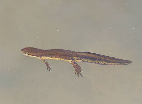 Eastern Newt I saw several of these salamanders swimming (and mating) in a small pond in a deciduous forest.  

This is the adult form of this salamander. Dorsally, they are olive green with small red spots that are outlined in black, while their bellies are yellow with small black speckles. The juveniles (red efts) are easily recognized for their bright orange-red color. Adults are aquatic, but they can survive on land if their aquatic habitat becomes unsuitable or if there's a drought. Eastern newt,Geotagged,Notophthalmus viridescens,Spring,United States,eastern newt,newt,salamander