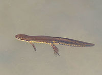 Eastern Newt I saw several of these salamanders swimming (and mating) in a small pond in a deciduous forest.  <br />
<br />
This is the adult form of this salamander. Dorsally, they are olive green with small red spots that are outlined in black, while their bellies are yellow with small black speckles. The juveniles (red efts) are easily recognized for their bright orange-red color. Adults are aquatic, but they can survive on land if their aquatic habitat becomes unsuitable or if there's a drought. Eastern newt,Geotagged,Notophthalmus viridescens,Spring,United States,eastern newt,newt,salamander