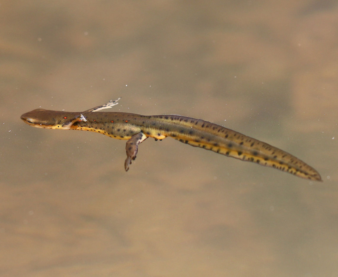 Eastern Newt I saw several of these salamanders swimming (and mating) in a small pond in a deciduous forest. <br />
<br />
This is the adult form of this salamander. Dorsally, they are olive green with small red spots that are outlined in black, while their bellies are yellow with small black speckles. The juveniles (red efts) are easily recognized for their bright orange-red color. Adults are aquatic, but they can survive on land if their aquatic habitat becomes unsuitable or if there's a drought. Eastern newt,Geotagged,Notophthalmus viridescens,Spring,United States,eastern newt,newt,salamander