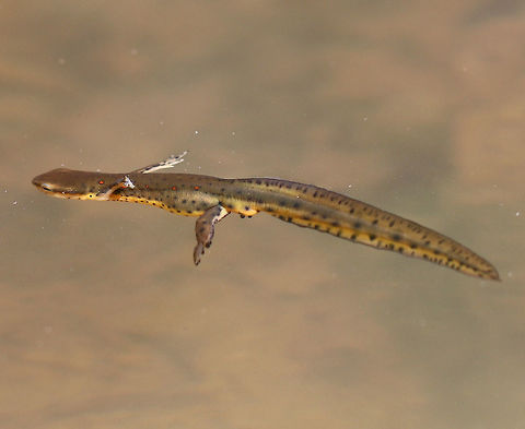 Eastern Newt I saw several of these salamanders swimming (and mating) in a small pond in a deciduous forest. 

This is the adult form of this salamander. Dorsally, they are olive green with small red spots that are outlined in black, while their bellies are yellow with small black speckles. The juveniles (red efts) are easily recognized for their bright orange-red color. Adults are aquatic, but they can survive on land if their aquatic habitat becomes unsuitable or if there's a drought. Eastern newt,Geotagged,Notophthalmus viridescens,Spring,United States,eastern newt,newt,salamander