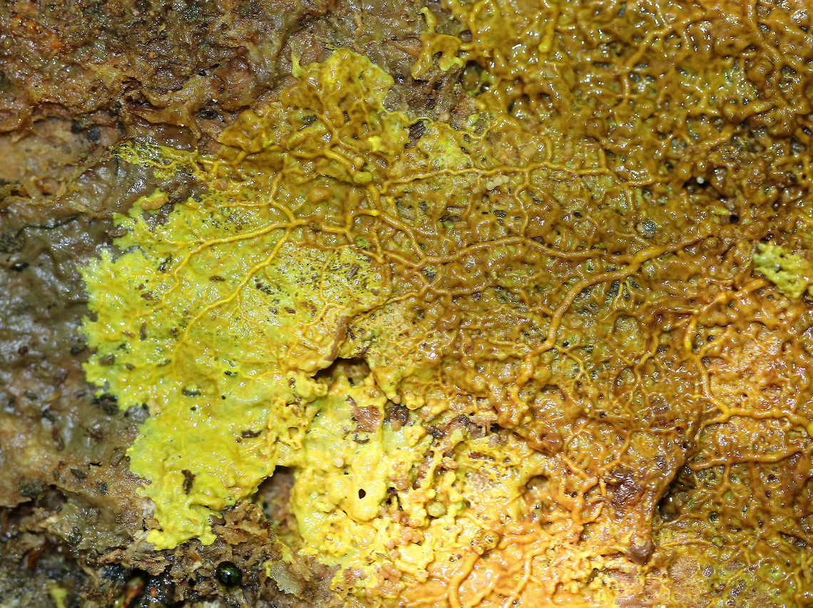 Many-headed Slime Mold Sadly blurry, but still such a very cool slime mold!!<br />
<br />
This enigmatic slime mold moves using shuttle streaming, which is characterized by rhythmic back-and-forth flow of the protoplasm.  Incredibly, this slime mold exhibits intelligent characteristics similar to those seen in single-celled creatures and social insects. For example, it is able to solve the shortest path problem - When grown in a maze, P. polycephalum will retract from everywhere in the maze, except the shortest route connecting the food sources, thus producing efficient networks by getting to the food using the shortest route. Amazing!<br />
<br />
When I saw this slime mold, I was amazed that it actually appeared to be pulsating - if you watch closely over a period of several minutes, you can see it moving.  I wish I had thought to take video or had some &quot;slime&quot; lapse images, but I was too in awe of this slime while watching it to remember that my camera could take video ;). It was THAT cool.<br />
 Geotagged,Many-headed Slime Mold,Physarum,Physarum polycephalum,Spring,United States,physarum polycephalum,plasmodial slime mold,plasmodium,slime,slime mold