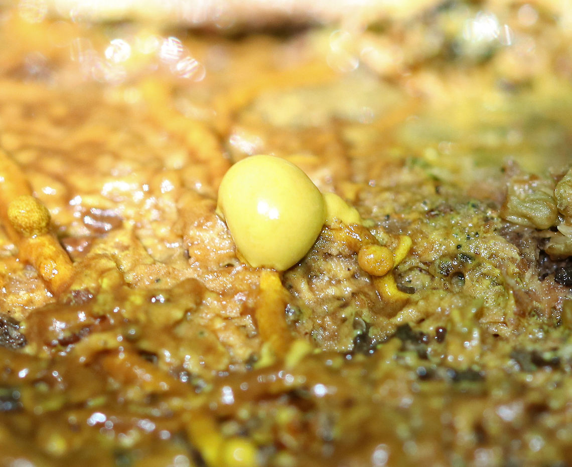 Many-headed Slime Mold This little, yellow blob was one of many that were on the slime mold. They looked like little drops of béarnaise sauce.<br />
<br />
This enigmatic slime mold moves using shuttle streaming, which is characterized by rhythmic back-and-forth flow of the protoplasm. Incredibly, this slime mold exhibits intelligent characteristics similar to those seen in single-celled creatures and social insects. For example, it is able to solve the shortest path problem - When grown in a maze, P. polycephalum will retract from everywhere in the maze, except the shortest route connecting the food sources, thus producing efficient networks by getting to the food using the shortest route. Amazing!<br />
<br />
When I saw this slime mold, I was amazed that it actually appeared to be pulsating - if you watch closely over a period of several minutes, you can see it moving. I wish I had thought to take video or had some "slime" lapse images, but I was too in awe of this slime while watching it to remember that my camera could take video ;). It was THAT cool. Geotagged,Many-headed Slime Mold,Physarum polycephalum,Spring,United States,physarum polycephalum,plasmodial slime mold,plasmodium,slime,slime mold