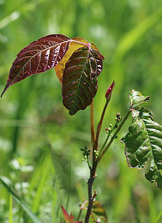 Eastern Poison Ivy Truly an (ob)noxious plant!

Poison Ivy can easily be confused with other plants because the leaf color and shape is so variable.  Here are some features that poison ivy definitely has: Three leaflets on one leaf stem, continuing up the branch in sets of
three.  The middle leaflet will have a longer stem than the other two. The side veins of a leaflet are placed alternately off the main vein. Leaves in an alternate pattern, not across from each other.

And, you can always go with this rhyme to keep it straight...

Leaflets three, let it be; leaflets
five, let it thrive.
Berries red, have no dread; berries
white, a poisonous sight.
Hairy vine, no friend of mine.
Raggy rope, don&rsquo;t be a dope.
Red leaves in the spring, it&rsquo;s a
dangerous thing. Geotagged,Poison ivy,Spring,Toxicodendron radicans,United States,eastern poison ivy,poison ivy