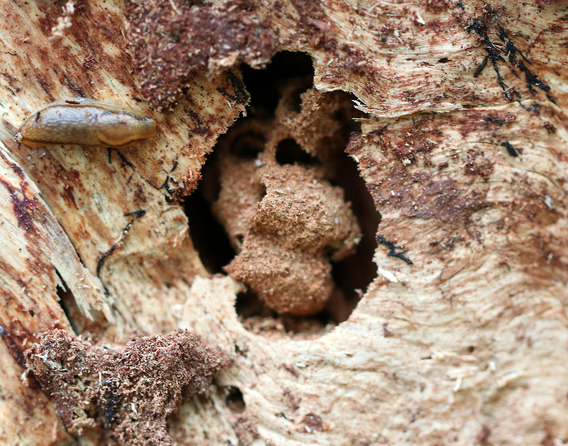 Pure Green Augochlora Nest I found this curious little sawdust structure in a hole on a snag that was still standing in a coniferous forest. There was a lot of pileated woodpecker holes in the snag, so it must have been full of tasty delights, including this Pure Green Augochlora nest!  It was a very fragile structure, so I didn&#039;t disturb it, but I noticed holes on the ends for the different cells and a yellow substance in them, which I think were eggs.  <br />
<br />
Note - the slug photobombed my shot. Augochlora,Augochlora pura,Geotagged,Pure Green Augochlora,Spring,United States,bee nest,nest