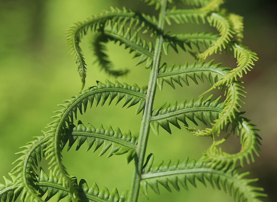 Fern I have no idea what kind of fern this is, but it was gorgeous. They were 3-4 feet tall and the fronds were fantastically curly. Unfortunately, I was surrounded by poison ivy and only had my macro lens, so could not get space for a zoomed out shot. I will definitely be returning to this location with a different lens!!<br />
<br />
Some ID suggestions that I have received so far are Woodwardia sp. or Nephrolepis biserrata, but neither seem to match right. Geotagged,Spring,United States,fern
