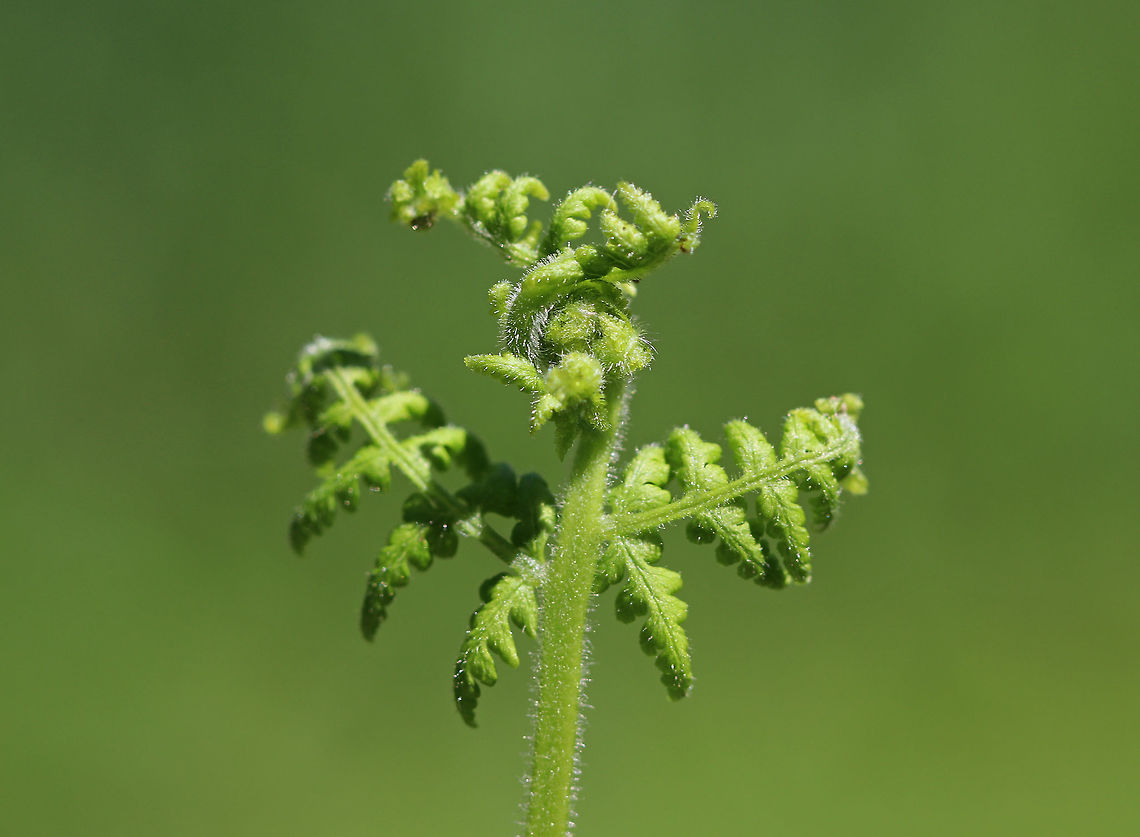 Eastern Hayscented Fern These fronds were just starting to leaf out and were growing all throughout a mixed forest.  The abundance of this fern growing in a forest will restrict the potential for tree seedlings to grow.<br />
<br />
The common name &quot;hayscented fern&quot; comes from the fact that crushing it produces the aroma of fresh hay. Dennstaedtia punctilobula,Geotagged,Spring,United States,eastern hayscented fern,fern,hay-scented fern,hayscented fern