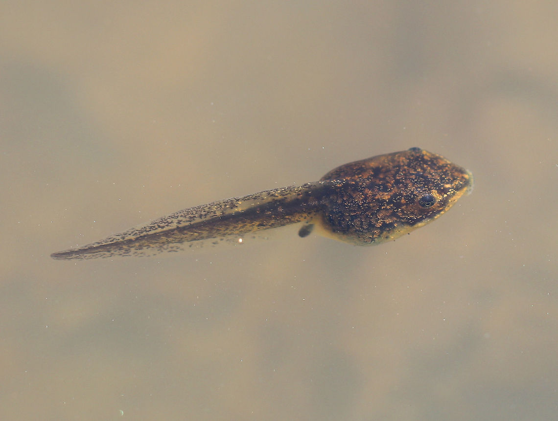 Green Frog Tadpole This pond had hundreds of green frog tadpoles!<br />
<figure class="photo"><a href="https://www.jungledragon.com/image/60552/green_frog_tadpoles.html" title="Green Frog Tadpoles"><img src="https://s3.amazonaws.com/media.jungledragon.com/images/3232/60552_thumb.jpg?AWSAccessKeyId=05GMT0V3GWVNE7GGM1R2&Expires=1759968010&Signature=JnSo5%2F60aoDOpj5%2BiD5ox8hsxLs%3D" width="200" height="162" alt="Green Frog Tadpoles Tons of tadpoles in this pond! They were feasting on water plants and algae.<br />
https://www.jungledragon.com/image/60553/green_frog_tadpole_-_gulping_air.html<br />
https://www.jungledragon.com/image/60550/green_frog_tadpole.html<br />
https://vimeo.com/271935926 Geotagged,Green frog,Lithobates clamitans,Spring,United States,green frog,green frog tadpoles,tadpoles" /></a></figure><br />
<figure class="photo"><a href="https://www.jungledragon.com/image/60553/green_frog_tadpole_-_gulping_air.html" title="Green Frog Tadpole - Gulping Air"><img src="https://s3.amazonaws.com/media.jungledragon.com/images/3232/60553_thumb.jpg?AWSAccessKeyId=05GMT0V3GWVNE7GGM1R2&Expires=1759968010&Signature=DwxVZ%2BmqMe14EI8nh2rieUyGQRg%3D" width="200" height="160" alt="Green Frog Tadpole - Gulping Air This behavior is a great adaptation and is also very cute. As the tadpoles develop and get close to developing legs, they no longer simply breathe with gills, but they also start surfacing to breathe air. In the photo, you can see its tiny mouth wide open as it gulps in air.<br />
https://www.jungledragon.com/image/60550/green_frog_tadpole.html<br />
https://www.jungledragon.com/image/60552/green_frog_tadpoles.html<br />
https://vimeo.com/271935926<br />
 Geotagged,Green frog,Lithobates clamitans,Spring,United States,green frog,green frog tadpole,tadpole" /></a></figure><br />
<section class="video"><iframe width="448" height="252" src="https://player.vimeo.com/video/271935926?title=0&byline=0&portrait=0" frameborder="0"></iframe></section> Geotagged,Green Frog Tadpole,Green frog,Lithobates clamitans,Spring,United States,green frog,tadpole