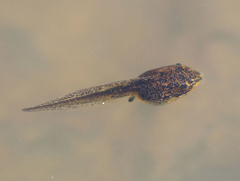 Green Frog Tadpole This pond had hundreds of green frog tadpoles!
https://www.jungledragon.com/image/60552/green_frog_tadpoles.html
https://www.jungledragon.com/image/60553/green_frog_tadpole_-_gulping_air.html
https://vimeo.com/271935926 Geotagged,Green Frog Tadpole,Green frog,Lithobates clamitans,Spring,United States,green frog,tadpole