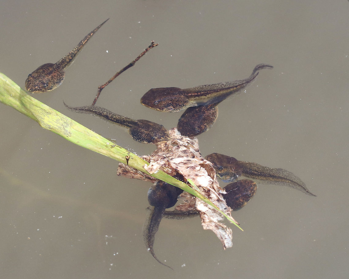 Green Frog Tadpoles Tons of tadpoles in this pond! They were feasting on water plants and algae.<br />
<figure class="photo"><a href="https://www.jungledragon.com/image/60553/green_frog_tadpole_-_gulping_air.html" title="Green Frog Tadpole - Gulping Air"><img src="https://s3.amazonaws.com/media.jungledragon.com/images/3232/60553_thumb.jpg?AWSAccessKeyId=05GMT0V3GWVNE7GGM1R2&Expires=1763596810&Signature=v60s0WawghW5%2FAF%2BbGgPK893ToI%3D" width="200" height="160" alt="Green Frog Tadpole - Gulping Air This behavior is a great adaptation and is also very cute. As the tadpoles develop and get close to developing legs, they no longer simply breathe with gills, but they also start surfacing to breathe air. In the photo, you can see its tiny mouth wide open as it gulps in air.<br />
https://www.jungledragon.com/image/60550/green_frog_tadpole.html<br />
https://www.jungledragon.com/image/60552/green_frog_tadpoles.html<br />
https://vimeo.com/271935926<br />
 Geotagged,Green frog,Lithobates clamitans,Spring,United States,green frog,green frog tadpole,tadpole" /></a></figure><br />
<figure class="photo"><a href="https://www.jungledragon.com/image/60550/green_frog_tadpole.html" title="Green Frog Tadpole"><img src="https://s3.amazonaws.com/media.jungledragon.com/images/3232/60550_thumb.jpg?AWSAccessKeyId=05GMT0V3GWVNE7GGM1R2&Expires=1763596810&Signature=YNxcJFMYdxU8akrMNTnSBO%2F9Xjc%3D" width="200" height="152" alt="Green Frog Tadpole This pond had hundreds of green frog tadpoles!<br />
https://www.jungledragon.com/image/60552/green_frog_tadpoles.html<br />
https://www.jungledragon.com/image/60553/green_frog_tadpole_-_gulping_air.html<br />
https://vimeo.com/271935926 Geotagged,Green Frog Tadpole,Green frog,Lithobates clamitans,Spring,United States,green frog,tadpole" /></a></figure><br />
<section class="video"><iframe width="448" height="252" src="https://player.vimeo.com/video/271935926?title=0&byline=0&portrait=0" frameborder="0"></iframe></section> Geotagged,Green frog,Lithobates clamitans,Spring,United States,green frog,green frog tadpoles,tadpoles