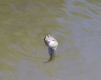 Green Frog Tadpole - Gulping Air This behavior is a great adaptation and is also very cute. As the tadpoles develop and get close to developing legs, they no longer simply breathe with gills, but they also start surfacing to breathe air. In the photo, you can see its tiny mouth wide open as it gulps in air.<br />
https://www.jungledragon.com/image/60550/green_frog_tadpole.html<br />
https://www.jungledragon.com/image/60552/green_frog_tadpoles.html<br />
https://vimeo.com/271935926<br />
 Geotagged,Green frog,Lithobates clamitans,Spring,United States,green frog,green frog tadpole,tadpole