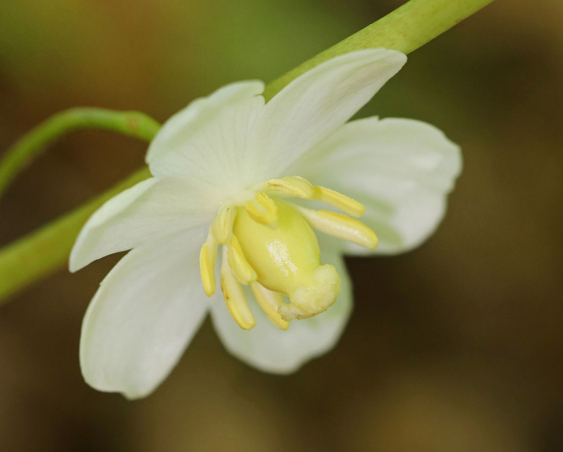 Mayapple White, nodding flower underneath and between a pair of large, deeply lobed, umbrella-like leaves. Flowers were approximately 3cm wide. Spotted growing in a damp woodland habitat. There were at least a hundred plants in various stages of development throughout the woods.<br />
<br />
 The common name refers to the May blooming of its apple-like flower. The leaves, roots, and seeds can be poisonous if ingested. However, roots were once used as a strong purgative by Native Americans. The fruit is edible and is used in jelly, juice, or eaten fresh. The fruit is egg-shaped and ripens July-August.  Geotagged,Mayapple,Podophyllum peltatum,Spring,United States,flower,mandrake,white,wild mandrake,wildflower