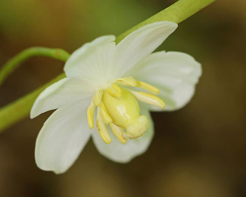 Mayapple White, nodding flower underneath and between a pair of large, deeply lobed, umbrella-like leaves. Flowers were approximately 3cm wide. Spotted growing in a damp woodland habitat. There were at least a hundred plants in various stages of development throughout the woods.

 The common name refers to the May blooming of its apple-like flower. The leaves, roots, and seeds can be poisonous if ingested. However, roots were once used as a strong purgative by Native Americans. The fruit is edible and is used in jelly, juice, or eaten fresh. The fruit is egg-shaped and ripens July-August.  Geotagged,Mayapple,Podophyllum peltatum,Spring,United States,flower,mandrake,white,wild mandrake,wildflower