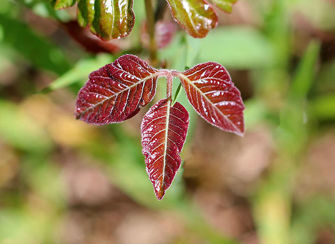 Eastern Poison Ivy Truly an (ob)noxious plant!

 Poison Ivy can easily be confused with other plants because the leaf color and shape are so variable. Here are some features that poison ivy definitely has: Three leaflets on one leaf stem, continuing up the branch in sets of
 three. The middle leaflet will have a longer stem than the other two. The side veins of a leaflet are placed alternately off the main vein. Leaves in an alternate pattern, not across from each other.

 And, you can always go with this rhyme to keep it straight...

 Leaflets three, let it be; leaflets
 five, let it thrive.
 Berries red, have no dread; berries
 white, a poisonous sight.
 Hairy vine, no friend of mine.
 Raggy rope, don&rsquo;t be a dope.
 Red leaves in the spring, it&rsquo;s a
 dangerous thing.  Eastern Poison Ivy,Geotagged,Poison ivy,Spring,Toxicodendron radicans,United States,poison ivy
