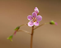 Spring Beauty Low plant with clusters of white flowers that are striped with pink. Flowers have 5 petals with 5 stamens and pink anthers. <br />
<br />
This plant grows from a underground tuber, which early American colonists and Native Americans used for food. The tubers have a sweet, chestnut-like flavor. <br />
<br />
https://www.jungledragon.com/image/60605/spring_beauty.html<br />
https://www.jungledragon.com/image/60606/spring_beauty.html Claytonia virginica,Eastern spring beauty,Geotagged,Spring,Spring Beauty,United States,flower,pink,wildflower