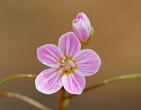Spring Beauty Low plant with clusters of white flowers that are striped with pink. Flowers have 5 petals with 5 stamens and pink anthers. 

This plant grows from a underground tuber, which early American colonists and Native Americans used for food. The tubers have a sweet, chestnut-like flavor. 

https://www.jungledragon.com/image/60606/spring_beauty.html
https://www.jungledragon.com/image/60604/spring_beauty.html Claytonia virginica,Eastern spring beauty,Geotagged,Spring,Spring Beauty,United States,flower,pink,wildflower