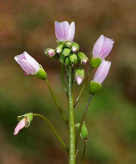 Spring Beauty Low plant with clusters of white flowers that are striped with pink. Flowers have 5 petals with 5 stamens and pink anthers. 

This plant grows from a underground tuber, which early American colonists and Native Americans used for food. The tubers have a sweet, chestnut-like flavor. 

https://www.jungledragon.com/image/60605/spring_beauty.html
https://www.jungledragon.com/image/60604/spring_beauty.html Claytonia virginica,Eastern spring beauty,Geotagged,Spring,Spring Beauty,United States,flower,pink,wildflower