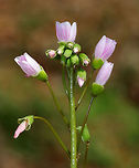 Spring Beauty Low plant with clusters of white flowers that are striped with pink. Flowers have 5 petals with 5 stamens and pink anthers. <br />
<br />
This plant grows from a underground tuber, which early American colonists and Native Americans used for food. The tubers have a sweet, chestnut-like flavor. <br />
<br />
https://www.jungledragon.com/image/60605/spring_beauty.html<br />
https://www.jungledragon.com/image/60604/spring_beauty.html Claytonia virginica,Eastern spring beauty,Geotagged,Spring,Spring Beauty,United States,flower,pink,wildflower