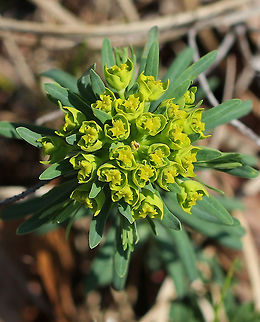 Cypress Spurge The petal-like bracts were green, and the plant had small, linear leaves. When mature, the fruit of this plant explodes, which spreads the seeds up to 16 ft. 
https://www.jungledragon.com/image/60608/cypress_spurge.html Cypress Spurge,Cypress spurge,Euphorbia cyparissias,Geotagged,Spring,United States