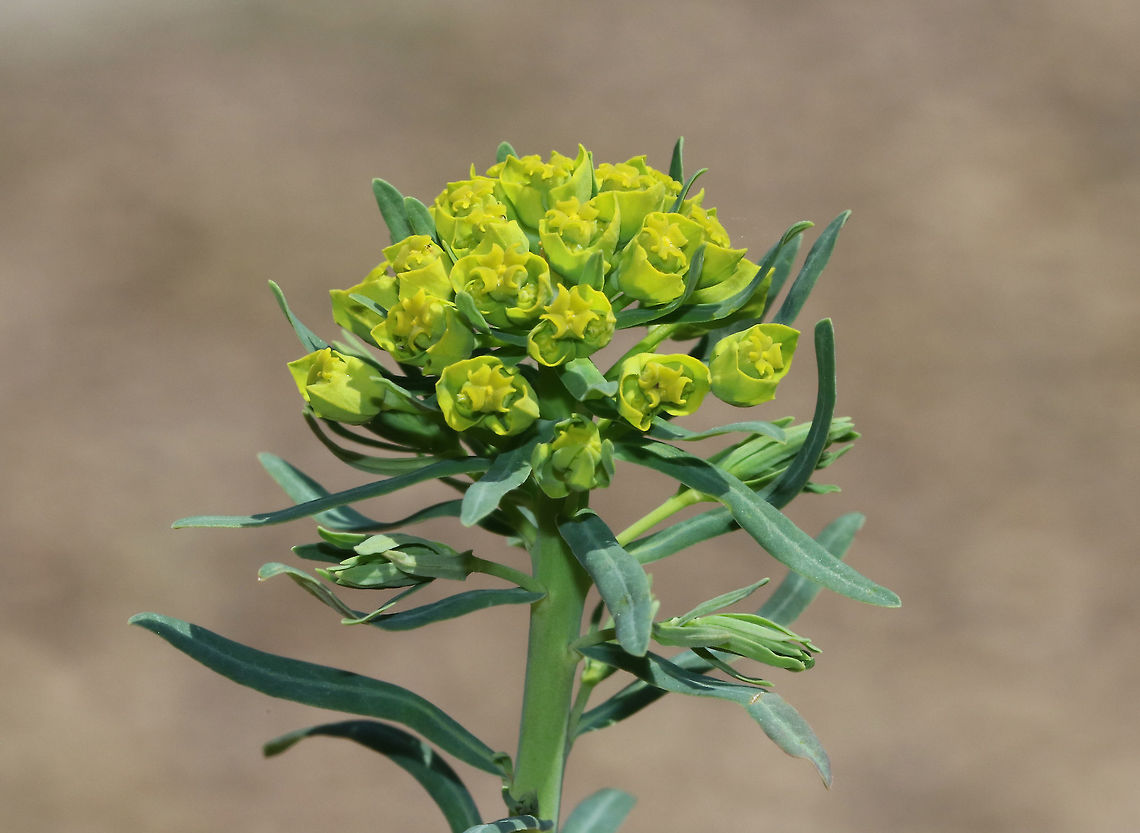 Cypress Spurge The petal-like bracts were green, and the plant had small, linear leaves. When mature, the fruit of this plant explodes, which spreads the seeds up to 16 ft. <br />
<figure class="photo"><a href="https://www.jungledragon.com/image/60607/cypress_spurge.html" title="Cypress Spurge"><img src="https://s3.amazonaws.com/media.jungledragon.com/images/3232/60607_thumb.jpg?AWSAccessKeyId=05GMT0V3GWVNE7GGM1R2&Expires=1759968010&Signature=ax7%2FYTkw3H0lz4wCIFOJcs5Iyvs%3D" width="124" height="152" alt="Cypress Spurge The petal-like bracts were green, and the plant had small, linear leaves. When mature, the fruit of this plant explodes, which spreads the seeds up to 16 ft. <br />
https://www.jungledragon.com/image/60608/cypress_spurge.html Cypress Spurge,Cypress spurge,Euphorbia cyparissias,Geotagged,Spring,United States" /></a></figure> Cypress Spurge,Cypress spurge,Euphorbia cyparissias,Geotagged,Spring,United States