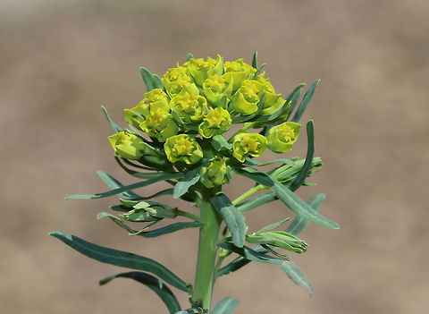 Cypress Spurge The petal-like bracts were green, and the plant had small, linear leaves. When mature, the fruit of this plant explodes, which spreads the seeds up to 16 ft. 
https://www.jungledragon.com/image/60607/cypress_spurge.html Cypress Spurge,Cypress spurge,Euphorbia cyparissias,Geotagged,Spring,United States