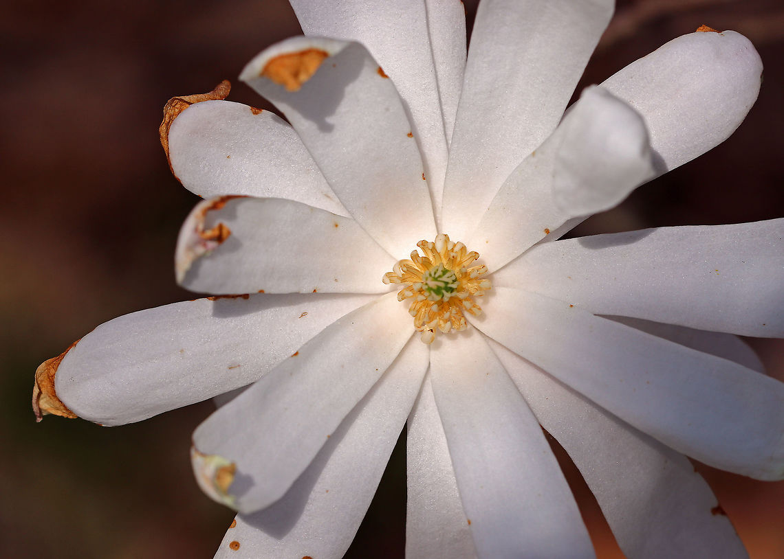Star Magnolia These trees bloom at a young age and the flowers come out in early spring - before the leaves do.  This was the only bloom on a small magnolia tree that was only 2 - 3 feet tall.<br />
<br />
<figure class="photo"><a href="https://www.jungledragon.com/image/60610/star_magnolia.html" title="Star Magnolia"><img src="https://s3.amazonaws.com/media.jungledragon.com/images/3232/60610_thumb.jpg?AWSAccessKeyId=05GMT0V3GWVNE7GGM1R2&Expires=1759968010&Signature=AIn8IV7RLa0auOxT2S6APAIC5Ok%3D" width="106" height="152" alt="Star Magnolia These trees bloom at a young age and the flowers come out in early spring - before the leaves do. This small tree only had one flower on it. The tree was 2 - 3 feet tall. <br />
https://www.jungledragon.com/image/60609/star_magnolia.html Geotagged,Magnolia,Magnolia stellata,Spring,Star Magnolia,Star magnolia,United States,white magnolia" /></a></figure> Geotagged,Magnolia,Magnolia stellata,Spring,Star magnolia,United States,star magnolia,white,white magnolia