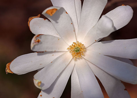 Star magnolia