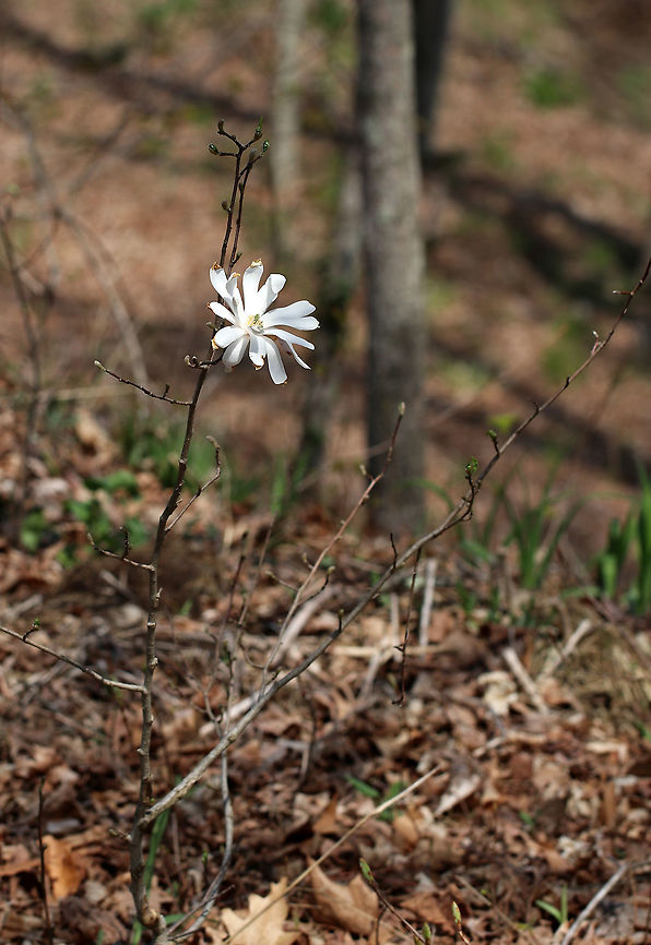 Star Magnolia These trees bloom at a young age and the flowers come out in early spring - before the leaves do. This small tree only had one flower on it. The tree was 2 - 3 feet tall. <br />
<figure class="photo"><a href="https://www.jungledragon.com/image/60609/star_magnolia.html" title="Star Magnolia"><img src="https://s3.amazonaws.com/media.jungledragon.com/images/3232/60609_thumb.jpg?AWSAccessKeyId=05GMT0V3GWVNE7GGM1R2&Expires=1767225610&Signature=%2FAr0v19THR859KdmN1%2FxKqrBbxU%3D" width="200" height="144" alt="Star Magnolia These trees bloom at a young age and the flowers come out in early spring - before the leaves do.  This was the only bloom on a small magnolia tree that was only 2 - 3 feet tall.<br />
<br />
https://www.jungledragon.com/image/60610/star_magnolia.html Geotagged,Magnolia,Magnolia stellata,Spring,Star magnolia,United States,star magnolia,white,white magnolia" /></a></figure> Geotagged,Magnolia,Magnolia stellata,Spring,Star Magnolia,Star magnolia,United States,white magnolia