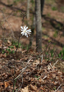 Star Magnolia These trees bloom at a young age and the flowers come out in early spring - before the leaves do. This small tree only had one flower on it. The tree was 2 - 3 feet tall. 
https://www.jungledragon.com/image/60609/star_magnolia.html Geotagged,Magnolia,Magnolia stellata,Spring,Star Magnolia,Star magnolia,United States,white magnolia