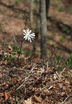 Star Magnolia These trees bloom at a young age and the flowers come out in early spring - before the leaves do. This small tree only had one flower on it. The tree was 2 - 3 feet tall. <br />
https://www.jungledragon.com/image/60609/star_magnolia.html Geotagged,Magnolia,Magnolia stellata,Spring,Star Magnolia,Star magnolia,United States,white magnolia