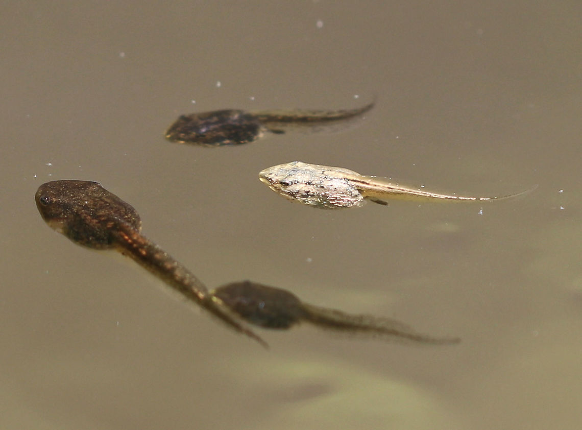 Green Frog Tadpole - Color Morph In a sea of hundreds of "normal" green frog tadpoles, there was this one oddball. It's color was grayish.  At first, I thought it must be a different species, but was told that it is actually a green frog tadpole, like the others, except that it is an unusual color morph. Geotagged,Green frog,Lithobates clamitans,Spring,United States,frog,green frog,lithobates tadpole,mutant,mutant tadpole,tadpole,tadpole morph