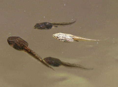 Green Frog Tadpole - Color Morph In a sea of hundreds of "normal" green frog tadpoles, there was this one oddball. It's color was grayish.  At first, I thought it must be a different species, but was told that it is actually a green frog tadpole, like the others, except that it is an unusual color morph. Geotagged,Green frog,Lithobates clamitans,Spring,United States,frog,green frog,lithobates tadpole,mutant,mutant tadpole,tadpole,tadpole morph