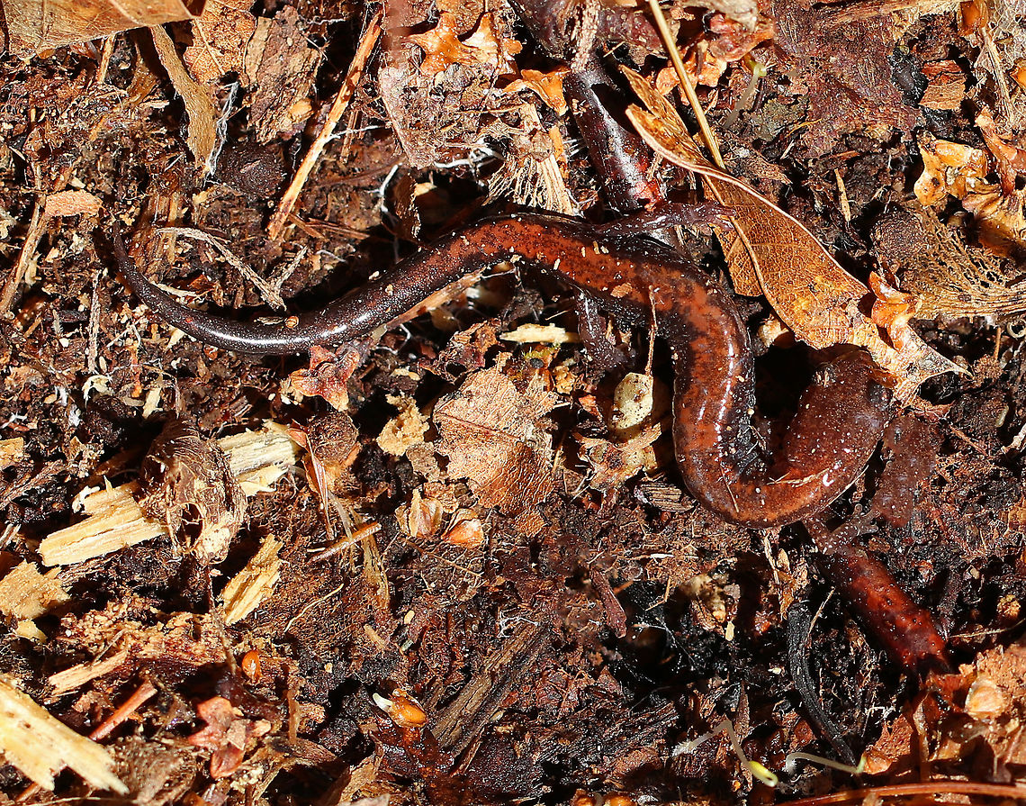Red-backed Salamander I found this salamander under rotting wood in a deciduous forest.  It kept wriggling and contorting its body in uncomfortable-looking positions, as you can see in this photo.  It had a blackish brown body with a mottled, red stripe down the middle of its back. It&#039;s belly was black and white. It was about 6 cm long. <br />
<br />
 The red-backed salamander exhibits color polymorphism with two common color variations - the &#039;red-backed&#039; variety has a red dorsal stripe that tapers towards the tail and the &#039;lead-backed&#039; variety lacks most or all of the red pigmentation. The red-backed phase is not always red, but may actually be various other colors (yellow-backed, orange-backed, or white-backed)  Geotagged,Plethodon cinereus,Red- backed salamander,Red-backed Salamander,Salamander,Spring,United States