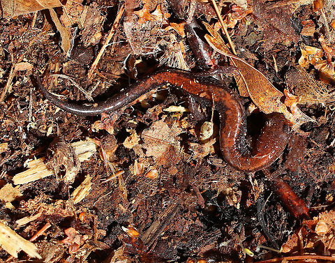 Red-backed Salamander I found this salamander under rotting wood in a deciduous forest.  It kept wriggling and contorting its body in uncomfortable-looking positions, as you can see in this photo.  It had a blackish brown body with a mottled, red stripe down the middle of its back. It's belly was black and white. It was about 6 cm long. 

 The red-backed salamander exhibits color polymorphism with two common color variations - the 'red-backed' variety has a red dorsal stripe that tapers towards the tail and the 'lead-backed' variety lacks most or all of the red pigmentation. The red-backed phase is not always red, but may actually be various other colors (yellow-backed, orange-backed, or white-backed)  Geotagged,Plethodon cinereus,Red- backed salamander,Red-backed Salamander,Salamander,Spring,United States