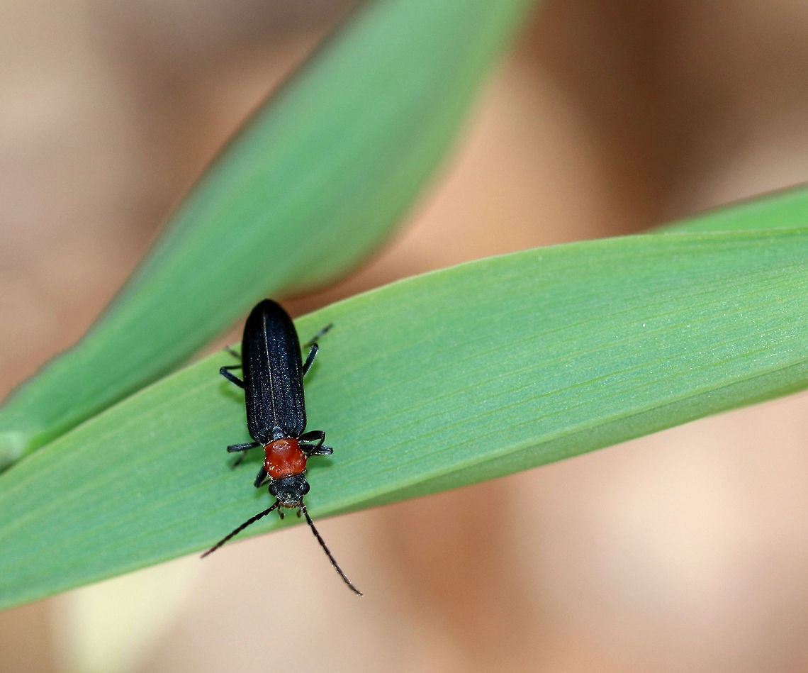 Red-necked False Blister Beetle False blister beetles are unique in that the adults of all the approximately 1,000 species are obligate pollen feeders. Their common name comes from the fact that they have toxic chemical defense, like a blister beetle, which causes blisters when they are pinched or mistreated. Asclera ruficollis,Geotagged,Red-necked false blister beetle,Spring,United States,beetle,false blister beetle