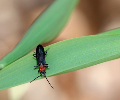 Red-necked False Blister Beetle False blister beetles are unique in that the adults of all the approximately 1,000 species are obligate pollen feeders. Their common name comes from the fact that they have toxic chemical defense, like a blister beetle, which causes blisters when they are pinched or mistreated. Asclera ruficollis,Geotagged,Red-necked false blister beetle,Spring,United States,beetle,false blister beetle