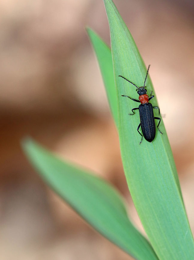Red-necked False Blister Beetle False blister beetles are unique in that the adults of all the approximately 1,000 species are obligate pollen feeders. Their common name comes from the fact that they have toxic chemical defense, like a blister beetle, which causes blisters when they are pinched or mistreated.  Asclera ruficollis,Geotagged,Red-necked False Blister Beetle,Spring,United States,beetle,blister beetle,false blister beetle