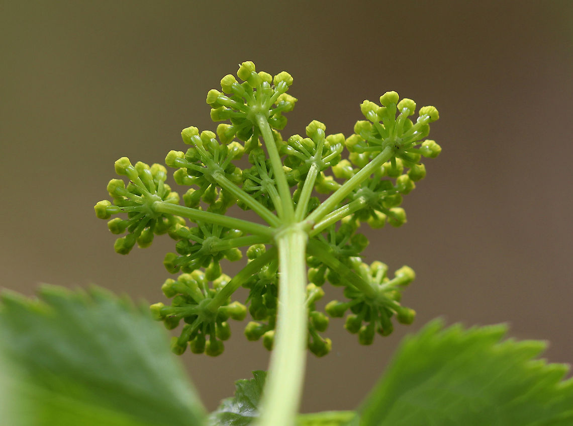 Golden Alexanders Flat-topped compound umbels of small, yellow flowers. Leaves are twice divided with 3-13 long, pointed toothed leaflets.<br />
<br />
This plant is possibly toxic. Although, some claim that it can be used medicinally. Personally, I don't think it's worth the risk, especially considering this plant is in the parsley family. Messing around with plants in the parsley family is like playing herbal roulette. <br />
<br />
<figure class="photo"><a href="https://www.jungledragon.com/image/60648/golden_alexanders.html" title="Golden Alexanders"><img src="https://s3.amazonaws.com/media.jungledragon.com/images/3232/60648_thumb.jpg?AWSAccessKeyId=05GMT0V3GWVNE7GGM1R2&Expires=1759968010&Signature=SHsVzJ2v7Pee%2BGMv9TMZujLe%2BRA%3D" width="200" height="158" alt="Golden Alexanders Flat-topped compound umbels of small, yellow flowers. Leaves are twice divided with 3-13 long, pointed toothed leaflets.<br />
<br />
This plant is possibly toxic. Although, some claim that it can be used medicinally. Personally, I don't think it's worth the risk, especially considering this plant is in the parsley family. Messing around with plants in the parsley family is like playing herbal roulette. <br />
<br />
https://www.jungledragon.com/image/60646/golden_alexanders.html<br />
https://www.jungledragon.com/image/60647/golden_alexanders.html<br />
https://www.jungledragon.com/image/60645/golden_alexanders.html Geotagged,Golden Alexanders,Golden alexanders,Spring,United States,Zizia aurea,flowers,wildflowers,yellow" /></a></figure><br />
<figure class="photo"><a href="https://www.jungledragon.com/image/60647/golden_alexanders.html" title="Golden Alexanders"><img src="https://s3.amazonaws.com/media.jungledragon.com/images/3232/60647_thumb.jpg?AWSAccessKeyId=05GMT0V3GWVNE7GGM1R2&Expires=1759968010&Signature=Y29gpZ6wCN4FASI0vU7NchUXRJw%3D" width="200" height="148" alt="Golden Alexanders Flat-topped compound umbels of small, yellow flowers. Leaves are twice divided with 3-13 long, pointed toothed leaflets.<br />
<br />
This plant is possibly toxic. Although, some claim that it can be used medicinally. Personally, I don't think it's worth the risk, especially considering this plant is in the parsley family. Messing around with plants in the parsley family is like playing herbal roulette. <br />
<br />
https://www.jungledragon.com/image/60646/golden_alexanders.html<br />
https://www.jungledragon.com/image/60645/golden_alexanders.html<br />
https://www.jungledragon.com/image/60648/golden_alexanders.html Geotagged,Golden Alexanders,Golden alexanders,Spring,United States,Zizia aurea,flowers,wildflowers,yellow" /></a></figure><br />
<figure class="photo"><a href="https://www.jungledragon.com/image/60646/golden_alexanders.html" title="Golden Alexanders"><img src="https://s3.amazonaws.com/media.jungledragon.com/images/3232/60646_thumb.jpg?AWSAccessKeyId=05GMT0V3GWVNE7GGM1R2&Expires=1759968010&Signature=KK0WyjIMSE9FxvRXr%2BRNfUZF9EI%3D" width="200" height="132" alt="Golden Alexanders Flat-topped compound umbels of small, yellow flowers. Leaves are twice divided with 3-13 long, pointed toothed leaflets.<br />
<br />
This plant is possibly toxic. Although, some claim that it can be used medicinally. Personally, I don't think it's worth the risk, especially considering this plant is in the parsley family. Messing around with plants in the parsley family is like playing herbal roulette. <br />
https://www.jungledragon.com/image/60645/golden_alexanders.html<br />
https://www.jungledragon.com/image/60648/golden_alexanders.html<br />
https://www.jungledragon.com/image/60647/golden_alexanders.html Geotagged,Golden Alexanders,Golden alexanders,Spring,United States,Zizia aurea,flowers,wildflowers,yellow" /></a></figure> Geotagged,Golden Alexanders,Golden alexanders,Spring,United States,Zizia aurea,flowers,wildflowers,yellow