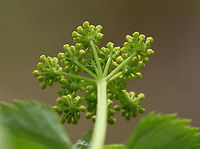 Golden Alexanders Flat-topped compound umbels of small, yellow flowers. Leaves are twice divided with 3-13 long, pointed toothed leaflets.<br />
<br />
 This plant is possibly toxic. Although, some claim that it can be used medicinally. Personally, I don't think it's worth the risk, especially considering this plant is in the parsley family. Messing around with plants in the parsley family is like playing herbal roulette. <br />
<br />
https://www.jungledragon.com/image/60648/golden_alexanders.html<br />
https://www.jungledragon.com/image/60647/golden_alexanders.html<br />
https://www.jungledragon.com/image/60646/golden_alexanders.html Geotagged,Golden Alexanders,Golden alexanders,Spring,United States,Zizia aurea,flowers,wildflowers,yellow