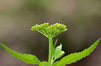 Golden Alexanders Flat-topped compound umbels of small, yellow flowers. Leaves are twice divided with 3-13 long, pointed toothed leaflets.<br />
<br />
This plant is possibly toxic. Although, some claim that it can be used medicinally. Personally, I don't think it's worth the risk, especially considering this plant is in the parsley family. Messing around with plants in the parsley family is like playing herbal roulette. <br />
https://www.jungledragon.com/image/60645/golden_alexanders.html<br />
https://www.jungledragon.com/image/60648/golden_alexanders.html<br />
https://www.jungledragon.com/image/60647/golden_alexanders.html Geotagged,Golden Alexanders,Golden alexanders,Spring,United States,Zizia aurea,flowers,wildflowers,yellow