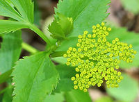 Golden Alexanders Flat-topped compound umbels of small, yellow flowers. Leaves are twice divided with 3-13 long, pointed toothed leaflets.<br />
<br />
 This plant is possibly toxic. Although, some claim that it can be used medicinally. Personally, I don't think it's worth the risk, especially considering this plant is in the parsley family. Messing around with plants in the parsley family is like playing herbal roulette. <br />
<br />
https://www.jungledragon.com/image/60646/golden_alexanders.html<br />
https://www.jungledragon.com/image/60645/golden_alexanders.html<br />
https://www.jungledragon.com/image/60648/golden_alexanders.html Geotagged,Golden Alexanders,Golden alexanders,Spring,United States,Zizia aurea,flowers,wildflowers,yellow
