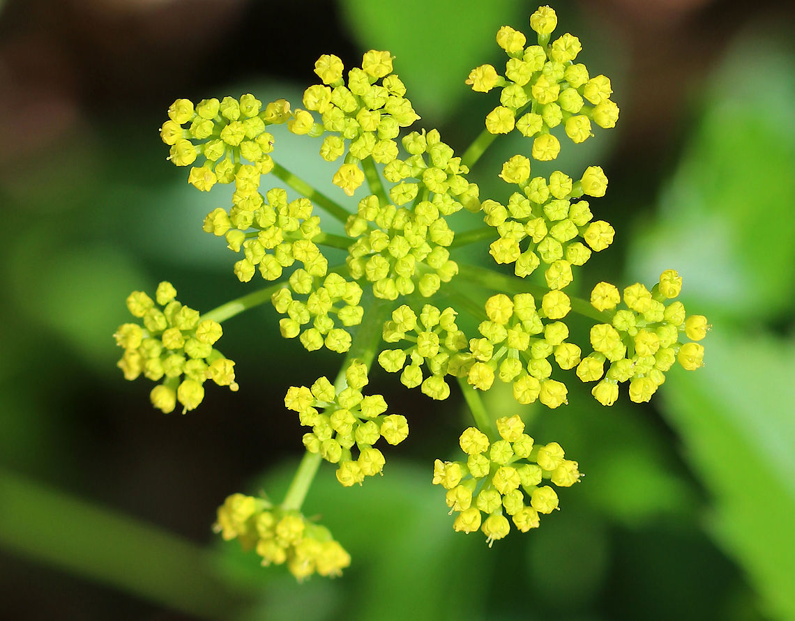 Golden Alexanders Flat-topped compound umbels of small, yellow flowers. Leaves are twice divided with 3-13 long, pointed toothed leaflets.<br />
<br />
This plant is possibly toxic. Although, some claim that it can be used medicinally. Personally, I don't think it's worth the risk, especially considering this plant is in the parsley family. Messing around with plants in the parsley family is like playing herbal roulette. <br />
<br />
<figure class="photo"><a href="https://www.jungledragon.com/image/60646/golden_alexanders.html" title="Golden Alexanders"><img src="https://s3.amazonaws.com/media.jungledragon.com/images/3232/60646_thumb.jpg?AWSAccessKeyId=05GMT0V3GWVNE7GGM1R2&Expires=1759968010&Signature=KK0WyjIMSE9FxvRXr%2BRNfUZF9EI%3D" width="200" height="132" alt="Golden Alexanders Flat-topped compound umbels of small, yellow flowers. Leaves are twice divided with 3-13 long, pointed toothed leaflets.<br />
<br />
This plant is possibly toxic. Although, some claim that it can be used medicinally. Personally, I don't think it's worth the risk, especially considering this plant is in the parsley family. Messing around with plants in the parsley family is like playing herbal roulette. <br />
https://www.jungledragon.com/image/60645/golden_alexanders.html<br />
https://www.jungledragon.com/image/60648/golden_alexanders.html<br />
https://www.jungledragon.com/image/60647/golden_alexanders.html Geotagged,Golden Alexanders,Golden alexanders,Spring,United States,Zizia aurea,flowers,wildflowers,yellow" /></a></figure><br />
<figure class="photo"><a href="https://www.jungledragon.com/image/60647/golden_alexanders.html" title="Golden Alexanders"><img src="https://s3.amazonaws.com/media.jungledragon.com/images/3232/60647_thumb.jpg?AWSAccessKeyId=05GMT0V3GWVNE7GGM1R2&Expires=1759968010&Signature=Y29gpZ6wCN4FASI0vU7NchUXRJw%3D" width="200" height="148" alt="Golden Alexanders Flat-topped compound umbels of small, yellow flowers. Leaves are twice divided with 3-13 long, pointed toothed leaflets.<br />
<br />
This plant is possibly toxic. Although, some claim that it can be used medicinally. Personally, I don't think it's worth the risk, especially considering this plant is in the parsley family. Messing around with plants in the parsley family is like playing herbal roulette. <br />
<br />
https://www.jungledragon.com/image/60646/golden_alexanders.html<br />
https://www.jungledragon.com/image/60645/golden_alexanders.html<br />
https://www.jungledragon.com/image/60648/golden_alexanders.html Geotagged,Golden Alexanders,Golden alexanders,Spring,United States,Zizia aurea,flowers,wildflowers,yellow" /></a></figure><br />
<figure class="photo"><a href="https://www.jungledragon.com/image/60645/golden_alexanders.html" title="Golden Alexanders"><img src="https://s3.amazonaws.com/media.jungledragon.com/images/3232/60645_thumb.jpg?AWSAccessKeyId=05GMT0V3GWVNE7GGM1R2&Expires=1759968010&Signature=qFh3WzH7ZfEVqGNvEwGmR56dRQ8%3D" width="200" height="150" alt="Golden Alexanders Flat-topped compound umbels of small, yellow flowers. Leaves are twice divided with 3-13 long, pointed toothed leaflets.<br />
<br />
This plant is possibly toxic. Although, some claim that it can be used medicinally. Personally, I don't think it's worth the risk, especially considering this plant is in the parsley family. Messing around with plants in the parsley family is like playing herbal roulette. <br />
<br />
https://www.jungledragon.com/image/60648/golden_alexanders.html<br />
https://www.jungledragon.com/image/60647/golden_alexanders.html<br />
https://www.jungledragon.com/image/60646/golden_alexanders.html Geotagged,Golden Alexanders,Golden alexanders,Spring,United States,Zizia aurea,flowers,wildflowers,yellow" /></a></figure> Geotagged,Golden Alexanders,Golden alexanders,Spring,United States,Zizia aurea,flowers,wildflowers,yellow