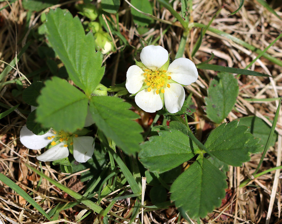 Common Strawberry A ground-hugging plant rising with hairy leaf petioles, each bearing a single trifoliate leaf. The hairy flower stalk gives rise to small, five-petaled, white flowers that are followed by wild strawberries. Common Strawberry,Fragaria virginiana,Geotagged,Spring,Strawberry,United States,Virginia strawberry,flower,white,wildflower