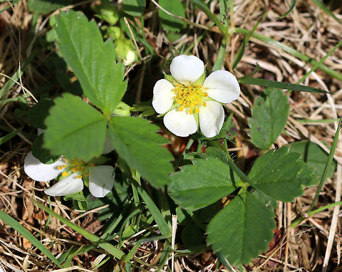 Common Strawberry A ground-hugging plant rising with hairy leaf petioles, each bearing a single trifoliate leaf. The hairy flower stalk gives rise to small, five-petaled, white flowers that are followed by wild strawberries. Common Strawberry,Fragaria virginiana,Geotagged,Spring,Strawberry,United States,Virginia strawberry,flower,white,wildflower