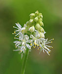 Heartleaf Foamflower Small, white flowers growing in a feathery, terminal cluster. Each flower has 5 sepals, 5 petals, and 10 stamens with reddish or yellowish anthers. The leaves are 5-10 cm long, basal, and lobed - appearing almost maple-like.<br />
<br />
https://www.jungledragon.com/image/60718/heartleaf_foamflower.html Allegheny foamflower,Geotagged,Heartleaf foamflower,Spring,Tiarella cordifolia,United States,coolwort,false miterwort,heartleaved foamflower