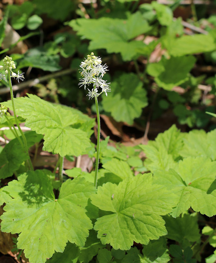 Heartleaf Foamflower Small, white flowers growing in a feathery, terminal cluster. Each flower has 5 sepals, 5 petals, and 10 stamens with reddish or yellowish anthers. The leaves are 5-10 cm long, basal, and lobed - appearing almost maple-like. <br />
<br />
<figure class="photo"><a href="https://www.jungledragon.com/image/60717/heartleaf_foamflower.html" title="Heartleaf Foamflower"><img src="https://s3.amazonaws.com/media.jungledragon.com/images/3232/60717_thumb.jpg?AWSAccessKeyId=05GMT0V3GWVNE7GGM1R2&Expires=1767225610&Signature=3MM9dX5JNLJ41LeduRLjceeRDPY%3D" width="128" height="152" alt="Heartleaf Foamflower Small, white flowers growing in a feathery, terminal cluster. Each flower has 5 sepals, 5 petals, and 10 stamens with reddish or yellowish anthers. The leaves are 5-10 cm long, basal, and lobed - appearing almost maple-like.<br />
<br />
https://www.jungledragon.com/image/60718/heartleaf_foamflower.html Allegheny foamflower,Geotagged,Heartleaf foamflower,Spring,Tiarella cordifolia,United States,coolwort,false miterwort,heartleaved foamflower" /></a></figure> Allegheny foamflower,Geotagged,Heartleaf Foamflower,Heartleaf foamflower,Spring,Tiarella cordifolia,United States,coolwort,false miterwort,foamflower,tiarella