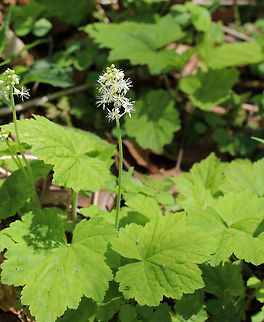 Heartleaf Foamflower Small, white flowers growing in a feathery, terminal cluster. Each flower has 5 sepals, 5 petals, and 10 stamens with reddish or yellowish anthers. The leaves are 5-10 cm long, basal, and lobed - appearing almost maple-like. 

https://www.jungledragon.com/image/60717/heartleaf_foamflower.html Allegheny foamflower,Geotagged,Heartleaf Foamflower,Heartleaf foamflower,Spring,Tiarella cordifolia,United States,coolwort,false miterwort,foamflower,tiarella