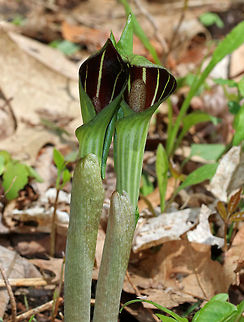 Jack in the Pulpit This plant has one to two large, glossy leaves divided into three leaflets. The flower occurs on a separate stalk at the same height as the leaves. It is a large, cylindrical, hooded flower that is green with brown stripes (spathe- "the pulpit") with a club-shaped spadix ("Jack"). Color variations do exist for this plant.

This plant has a strong, unpleasant taste, which causes a burning reaction if eaten raw.
https://www.jungledragon.com/image/60720/jack_in_the_pulpit_-_arisaema_triphyllum.html
https://www.jungledragon.com/image/60721/jack_in_the_pulpit_-_arisaema_triphyllum.html Arisaema triphyllum,Geotagged,Jack in the Pulpit,Spring,United States,jack-in-the-pulpit