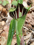 Jack in the Pulpit - Arisaema triphyllum This plant has one to two large, glossy leaves divided into three leaflets. The flower occurs on a separate stalk at the same height as the leaves. It is a large, cylindrical, hooded flower that is green with brown stripes (spathe- "the pulpit") with a club-shaped spadix ("Jack"). Color variations do exist for this plant.<br />
<br />
This plant has a strong, unpleasant taste, which causes a burning reaction if eaten raw. <br />
<br />
https://www.jungledragon.com/image/60721/jack_in_the_pulpit_-_arisaema_triphyllum.html<br />
https://www.jungledragon.com/image/60719/jack_in_the_pulpit.html Arisaema triphyllum,Geotagged,Spring,United States,jack-in-the-pulpit