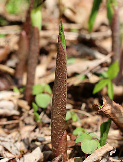 Jack in the Pulpit - Arisaema triphyllum This plant has one to two large, glossy leaves divided into three leaflets. The flower occurs on a separate stalk at the same height as the leaves. It is a large, cylindrical, hooded flower that is green with brown stripes (spathe- "the pulpit") with a club-shaped spadix ("Jack"). Color variations do exist for this plant.

This plant has a strong, unpleasant taste, which causes a burning reaction if eaten raw. 

https://www.jungledragon.com/image/60719/jack_in_the_pulpit.html
https://www.jungledragon.com/image/60720/jack_in_the_pulpit_-_arisaema_triphyllum.html Arisaema triphyllum,Geotagged,Spring,United States,jack in the pulpit,jack-in-the-pulpit